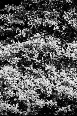 Beach Foliage 6 Black Ornate Wood Framed Art Print with Double Matting by Grey, Jace