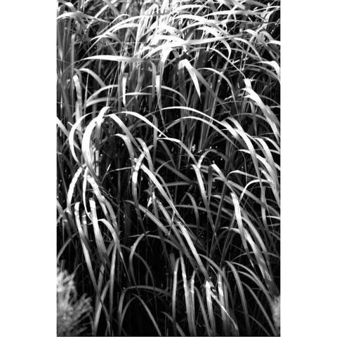 Beach Foliage 7 Black Modern Wood Framed Art Print with Double Matting by Grey, Jace