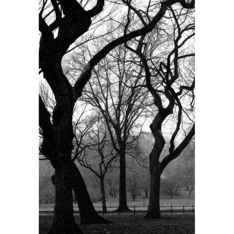 Central Park Dancing Trees Black Modern Wood Framed Art Print with Double Matting by Grey, Jace