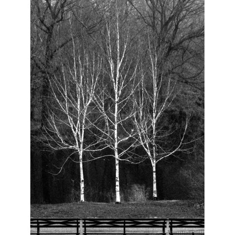 Central Park Three Amigos Fall Black Modern Wood Framed Art Print with Double Matting by Grey, Jace