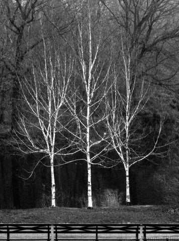 Central Park Three Amigos Fall White Modern Wood Framed Art Print with Double Matting by Grey, Jace