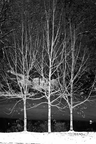 Central Park Three Amigos Winter White Modern Wood Framed Art Print with Double Matting by Grey, Jace