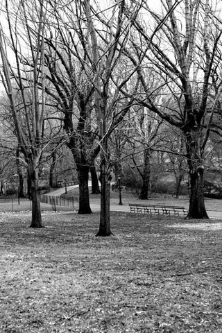 Central Park Image 013 Black Ornate Wood Framed Art Print with Double Matting by Grey, Jace