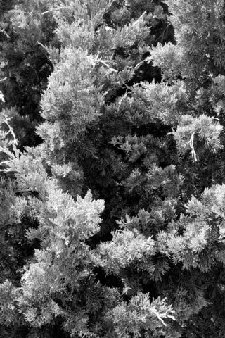 Beach Foliage 3 White Modern Wood Framed Art Print with Double Matting by Grey, Jace