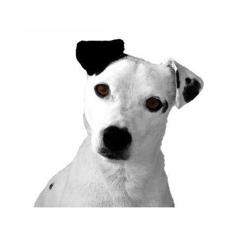 Jack Russell Buddy 2 Black Modern Wood Framed Art Print with Double Matting by Grey, Jace