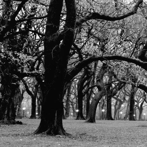 Central Park 2A Black Modern Wood Framed Art Print with Double Matting by Grey, Jace