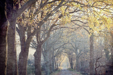 Avenue of Trees White Modern Wood Framed Art Print with Double Matting by Kimberly, Allen