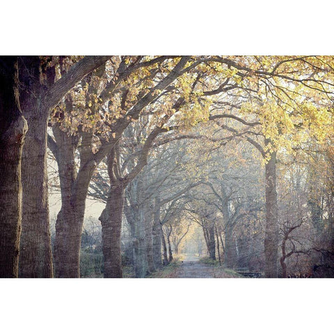 Avenue of Trees Black Modern Wood Framed Art Print with Double Matting by Kimberly, Allen