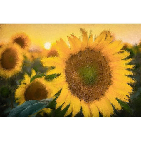 Morning Gold White Modern Wood Framed Art Print by Kimberly, Allen