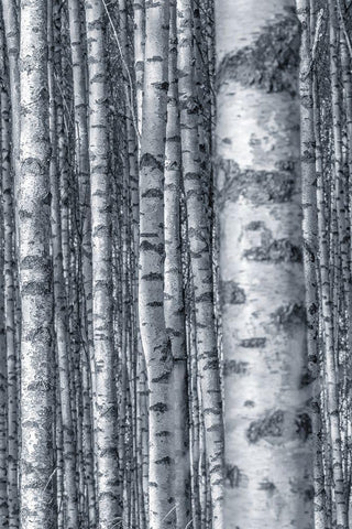 Birches 2 Black Ornate Wood Framed Art Print with Double Matting by Allen, Kimberly