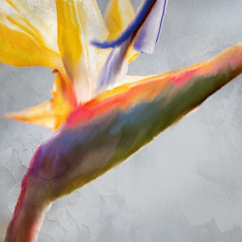 Strelitzia 1 White Modern Wood Framed Art Print by Kimberly, Allen