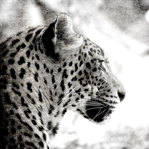 Leopard Gaze Black Ornate Wood Framed Art Print with Double Matting by Allen, Kimberly