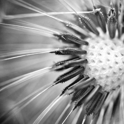 Upclose 1 White Modern Wood Framed Art Print with Double Matting by Kimberly, Allen