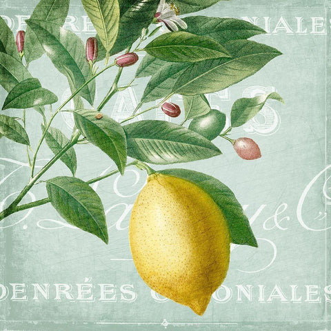 Lemon Drop 1 Black Ornate Wood Framed Art Print with Double Matting by Kimberly, Allen