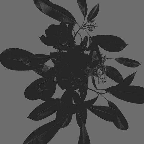 Botanical Light 1 Black Modern Wood Framed Art Print by Hogan, Melody