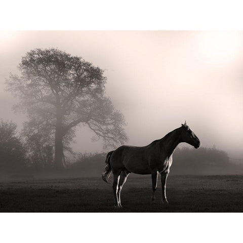 Wandering Horse 3 White Modern Wood Framed Art Print by Prime, Marcus