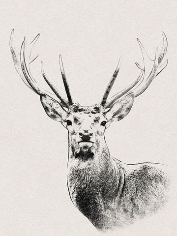 Wilderness Stare Black Ornate Wood Framed Art Print with Double Matting by Prime, Marcus