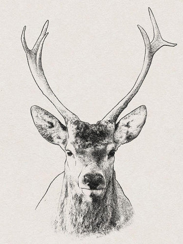 Wilderness Stare 2 White Modern Wood Framed Art Print with Double Matting by Prime, Marcus