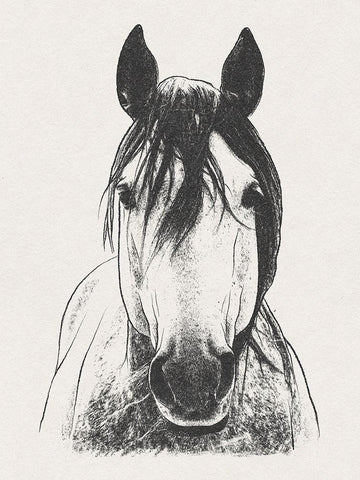 Daring Stallion White Modern Wood Framed Art Print with Double Matting by Prime, Marcus