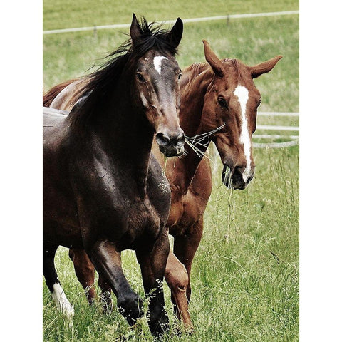 Free Spirits 1 Black Modern Wood Framed Art Print with Double Matting by Prime, Marcus