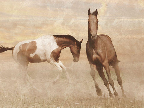 Running Free 2 White Modern Wood Framed Art Print with Double Matting by Prime, Marcus