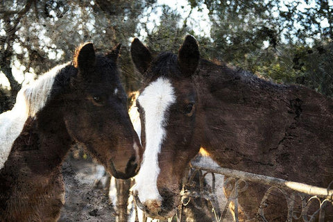 Horse Looks Black Ornate Wood Framed Art Print with Double Matting by Villa, Mlli