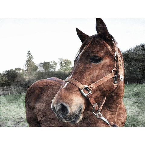 Horse Pose White Modern Wood Framed Art Print by Villa, Mlli