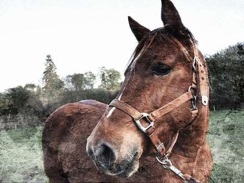 Horse Pose Black Ornate Wood Framed Art Print with Double Matting by Villa, Mlli