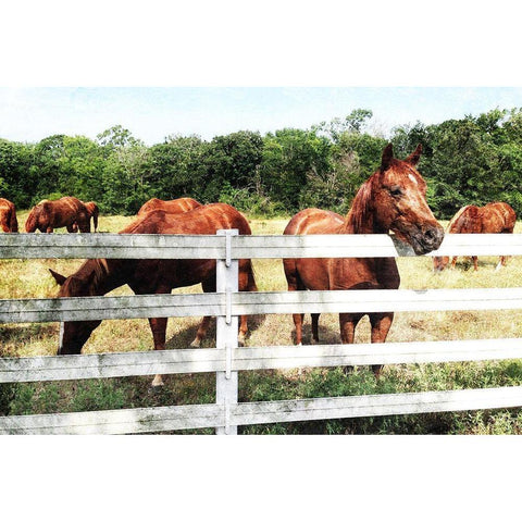 Horse Farm Black Modern Wood Framed Art Print with Double Matting by Villa, Mlli