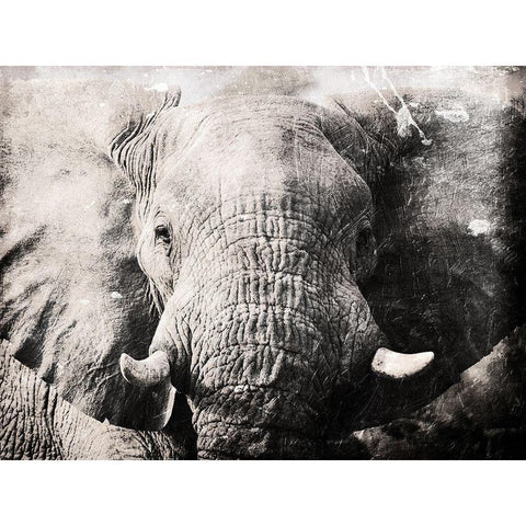 Elephant Look Gold Ornate Wood Framed Art Print with Double Matting by Villa, Mlli
