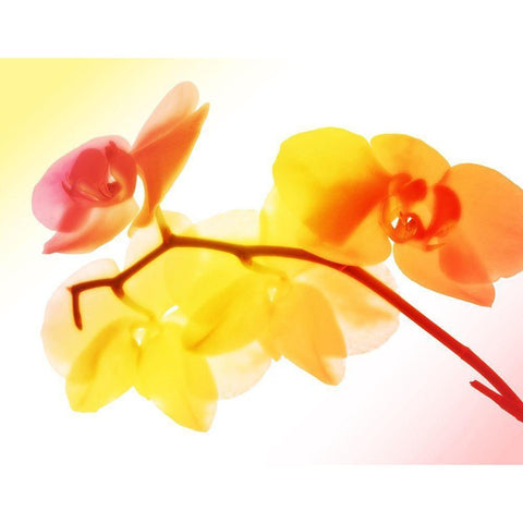 Sunny Electric Orchids Gold Ornate Wood Framed Art Print with Double Matting by Villa, Mlli