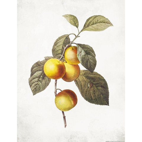 Less Lemons Gold Ornate Wood Framed Art Print with Double Matting by Villa, Mlli