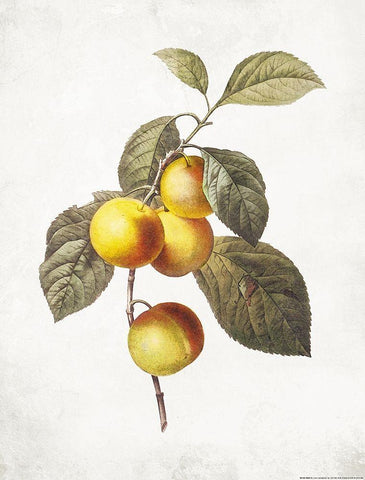 Less Lemons Black Ornate Wood Framed Art Print with Double Matting by Villa, Mlli
