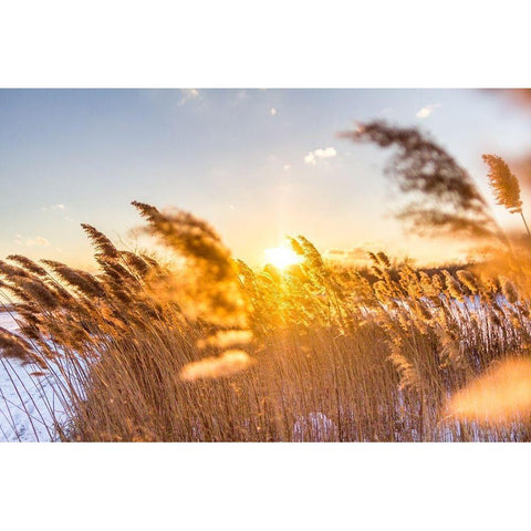 Marsh Grass Gold Ornate Wood Framed Art Print with Double Matting by Orlando