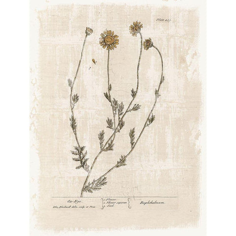 Farmhouse Flower 1 Gold Ornate Wood Framed Art Print with Double Matting by Lula Bijoux and Company