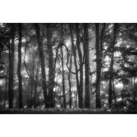 Into the Woods 2 BW Gold Ornate Wood Framed Art Print with Double Matting by Poinski, Dianne