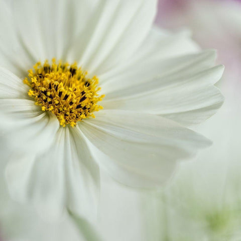 White Cosmos Gold Ornate Wood Framed Art Print with Double Matting by Poinski, Dianne