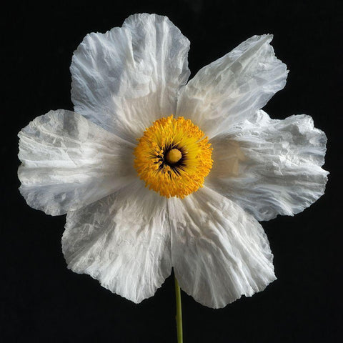 Matilija Poppy Gold Ornate Wood Framed Art Print with Double Matting by Poinski, Dianne