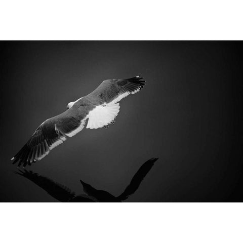Flight Black Modern Wood Framed Art Print by Rowland, Joseph