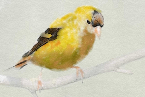 Goldfinch Black Ornate Wood Framed Art Print with Double Matting by Butcher, Sarah