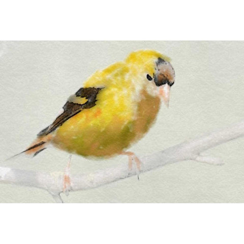 Goldfinch Gold Ornate Wood Framed Art Print with Double Matting by Butcher, Sarah
