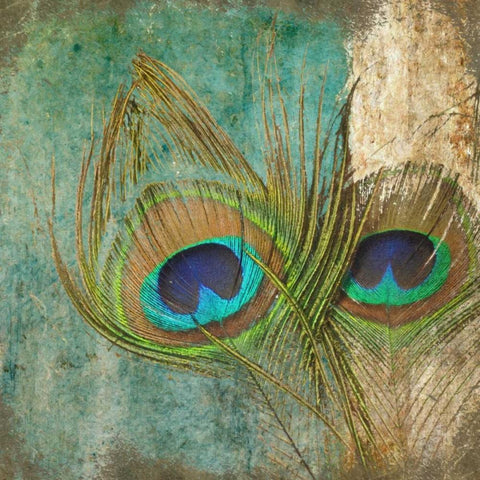 Peacock 2 White Modern Wood Framed Art Print with Double Matting by Greene, Taylor