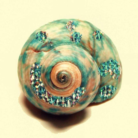 Jeweled Shell 1 Black Modern Wood Framed Art Print by Greene, Taylor