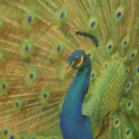 Peacock Love White Modern Wood Framed Art Print with Double Matting by Greene, Taylor