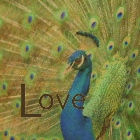 Peacock Love C White Modern Wood Framed Art Print with Double Matting by Greene, Taylor