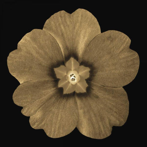 Sepia Floral A1 White Modern Wood Framed Art Print with Double Matting by Greene, Taylor