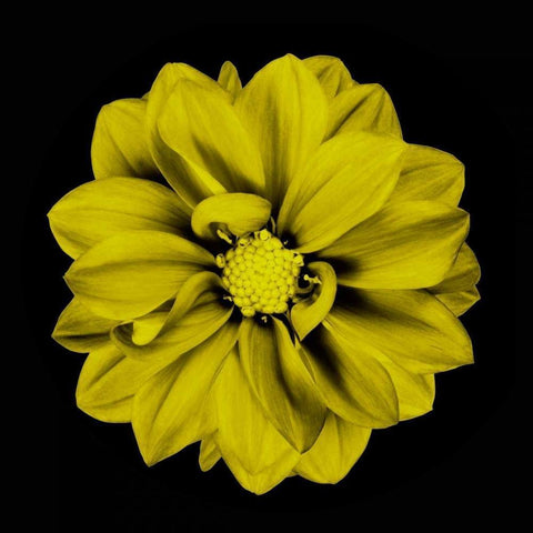 Sepia Floral IV Black Modern Wood Framed Art Print by Greene, Taylor