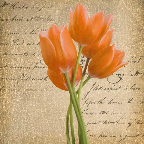 ORANGE TULIP II ON GOLD White Modern Wood Framed Art Print with Double Matting by Greene, Taylor