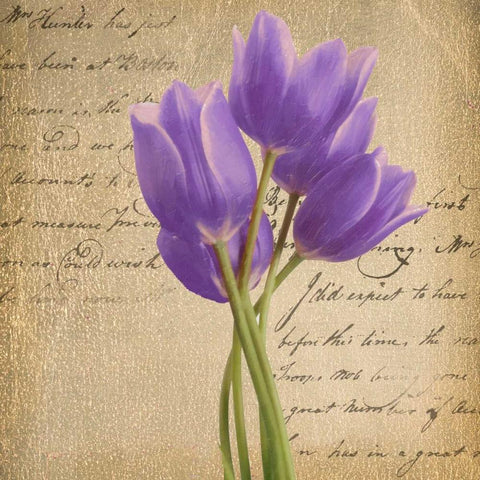 PURPLE TULIP II ON GOLD White Modern Wood Framed Art Print with Double Matting by Greene, Taylor