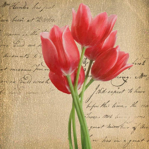 RED TULIP II ON GOLD Black Modern Wood Framed Art Print with Double Matting by Greene, Taylor